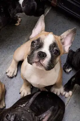 FRENCH BULLDOG 5bln