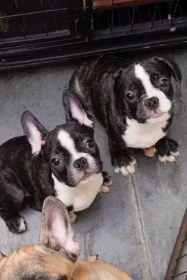FRENCH BULLDOG 5 bln