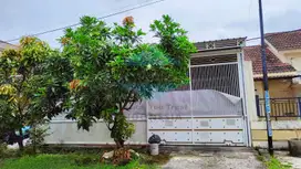 Phirus Hijau Driyorejo Gresik