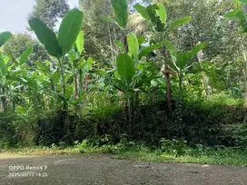dijual kebun durian murah dikaranganyar