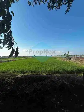 panduJono Raya Banjarsari Tol Cerme