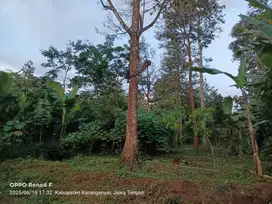 Dijual kebun durian dikomplek kebun durian jumantono