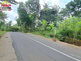 Dijual Tanah Kebun Produktif di tepi Jl. Pendarungan - Banyuwangi