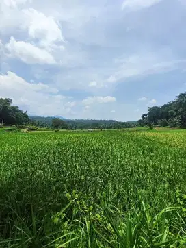 SAWAH AKTIF 2300 DEKAT KAMPUS PELITA HATI SCHOOL ARUM SABIL CITY FORES