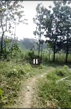Dijual cepat tanah kebun subur nol jalan Wonosalam, Jombang
