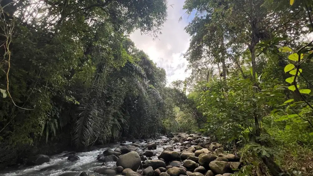 Di jual tanah los sungai view jungle cocok untuk villa di tabanan