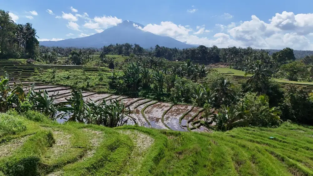 Kebun durian view sawah dan gunung berada di ketinggian 500 MDPl