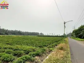 Dijual Tanah Sawah dan Kebun di Belakang Hotel Santika Banyuwangi
