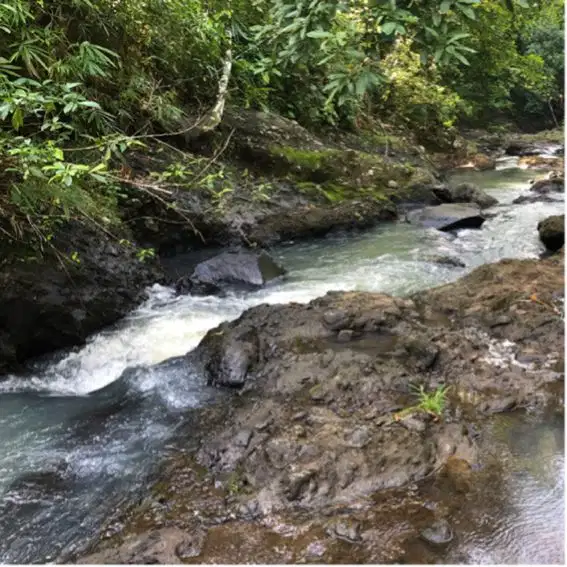 Tanah Kebun manggis Los sungai di kawasan eco torism tabanan