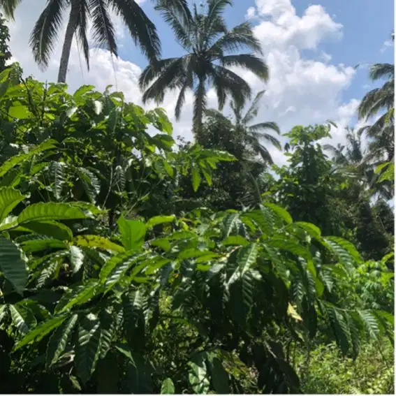 Dinjual Tanah di kawasan eco Villa