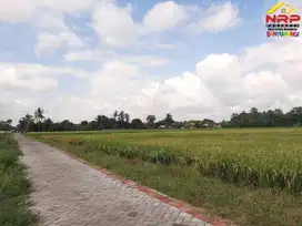 Dijual Tanah Sawah Produtif di Desa Karangbendo,Rogojampi - Banyuwangi