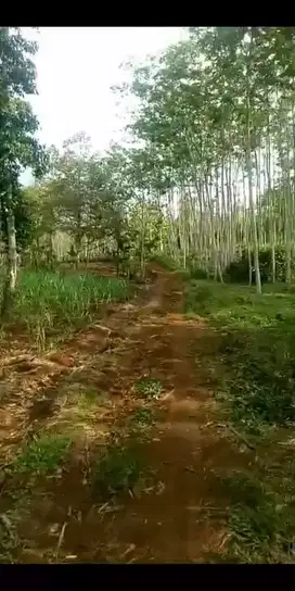 Dijual cepat murah lahan kebun wonosalam. dekat tempat wisata