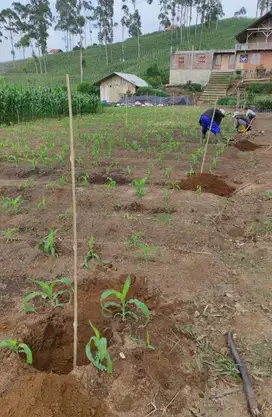 Jual Tanah kebun Murah Luas di Pinggir jalan Raya Kamojang-Garut