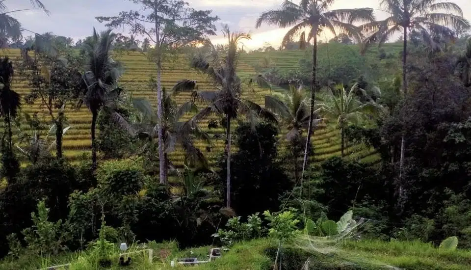 Di jual tanah los sungai view sawah dan jungle di tabanan