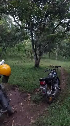Lahan perkebunan wonosalam