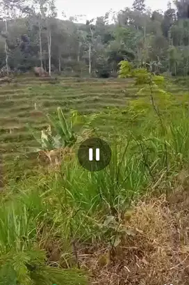 Dijual tanah perkebunan murah Wonosalam, Jombang