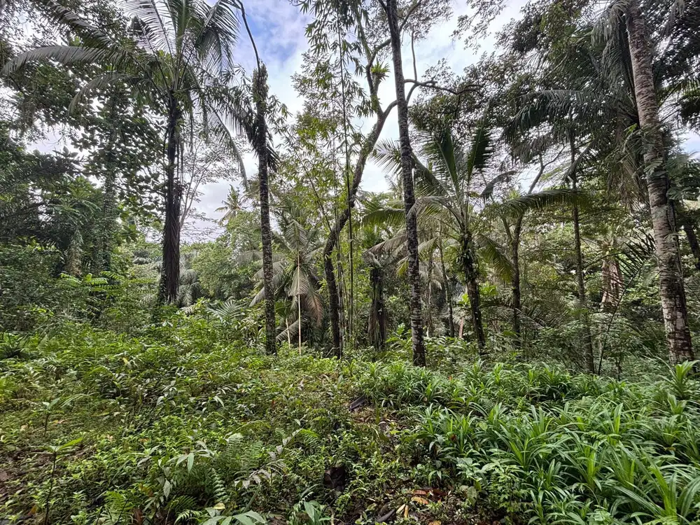 Dijual tanah pejeng dekat ke ubud