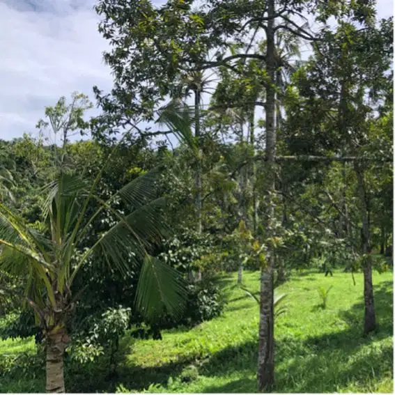 Kebun durian view sawah gunung Dan laut di tabanan