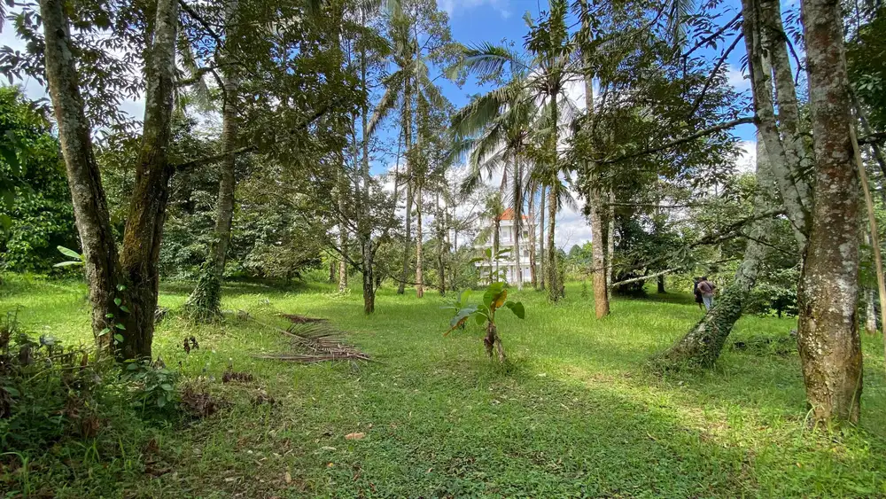 Di jual kebun manggis dan durian sudah siap panen tanah datar