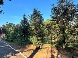 Kebun durian murah mojogedang
