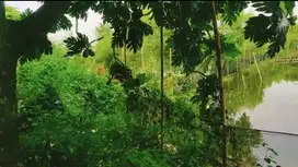 Dijual lahan zona industri di Kaliwungu Kendal Jawa Tengah