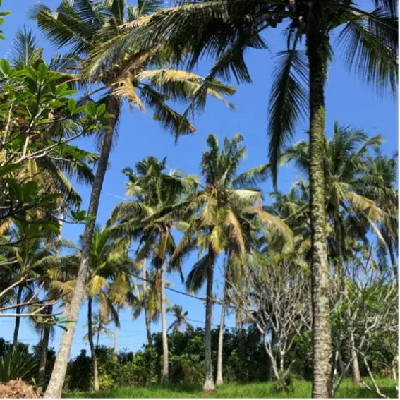 Di jual tanah dekat pantai balian beach tabanan