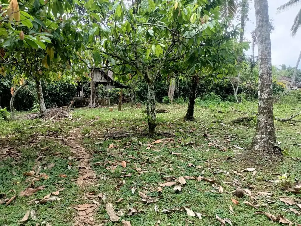 Di jual tanah kebun murah di tabanan bali