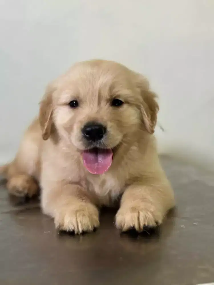 DIJUAL ANJING GOLDEN RETRIEVER