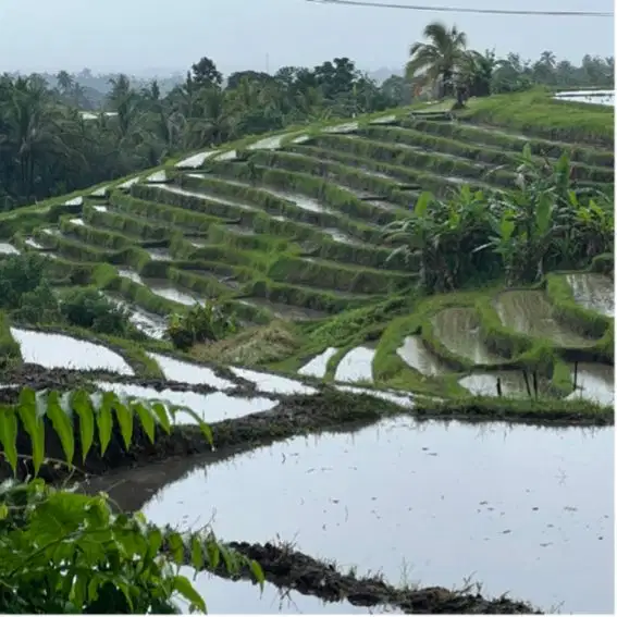 Di jual tanah dengan pemandangan sawah dan laut