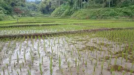 Sawah kadakajaya tanjungsari sumedang
