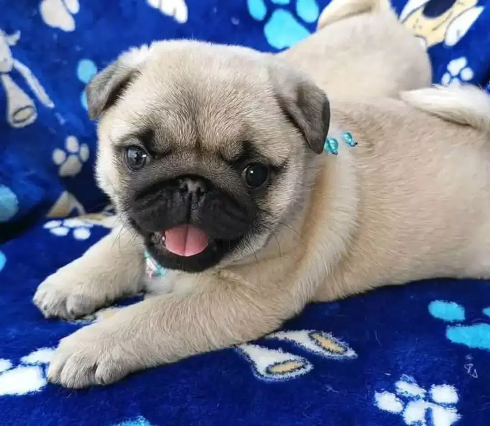 DIJUAL ANJING PUG