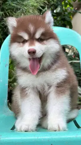 DIJUAL ANJING SIBERIAN HUSKY