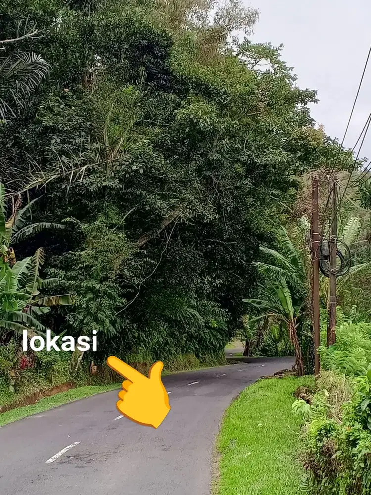 Dijual tanah kebun durian dan kopi murah di kec Pupuan Tabanan bali