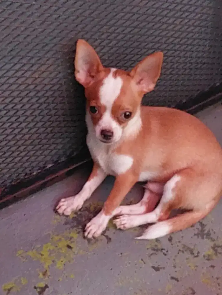 Chihuahua Jantan Anakan