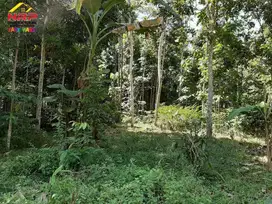 Dijual Tanah Kebun Murah di Tepi Jl. Genteng Wetan - Banyuwangi
