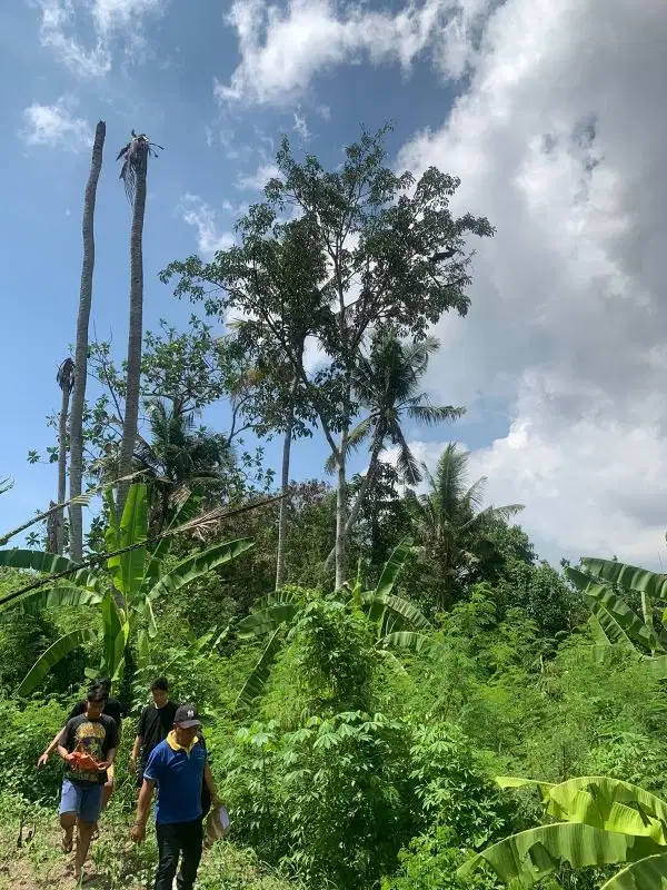 Di jual tanah los sungai saba Dekat pantai