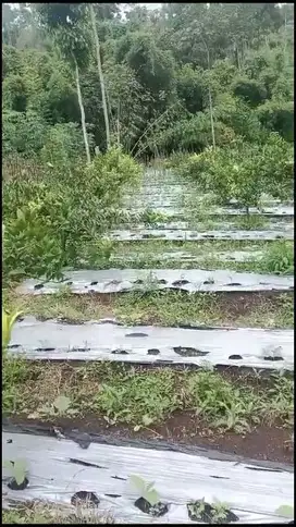 Kebun Jeruk Murah Poncokusumo Malang