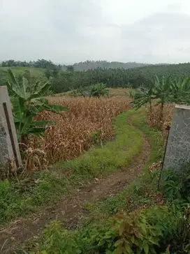 DIJUAL TANAH ZONA KUNING UNTUK PERUMAHAN/ GUDANG, WELERI KENDAL