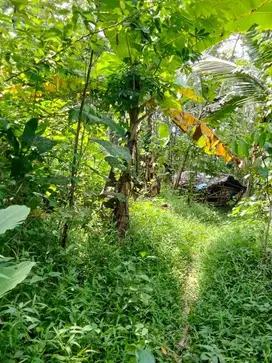 Tanah Perkebunan Magelang