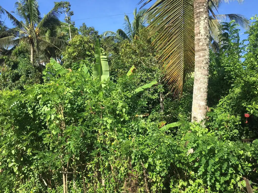 Dijual tanah kebun view sawah terasering di selemadeg barat tabanan