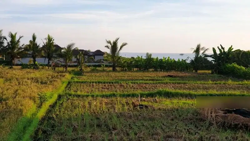 Disewakan Murah Lokasi Tanah Di Jl. Pantai Pangkung Tibah - Tabanan.
