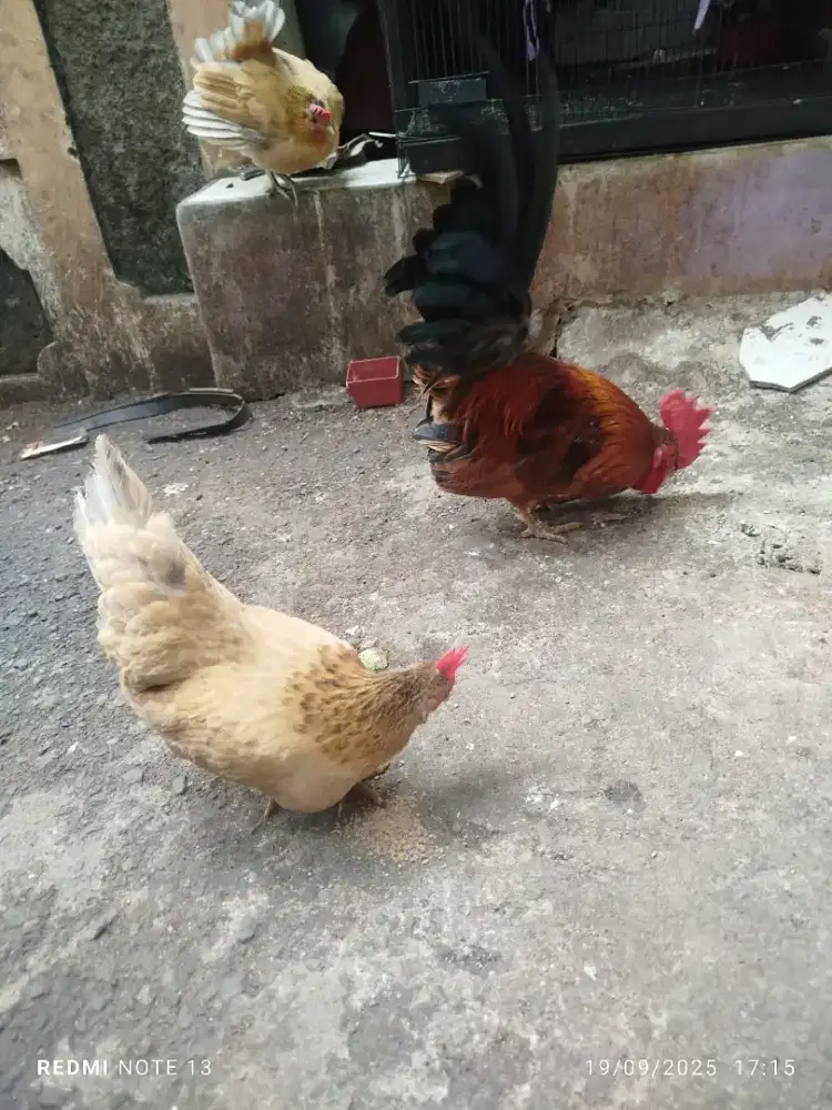 Dijual ayam kate jago
