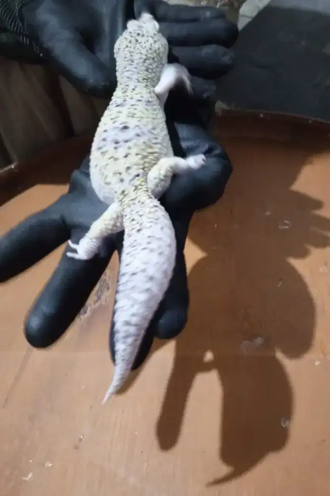 Tokek gurun/ Gecko