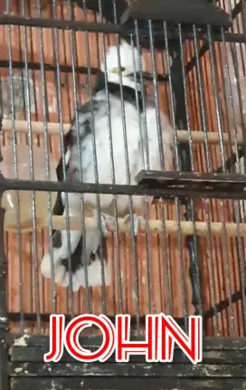 BURUNG JALAK HONGKONG GACOR ISIAN MOMPA MAPAN ISTIMEWA BISA KIRIM RI
