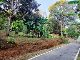 dijual kebun durian jumantono,kra