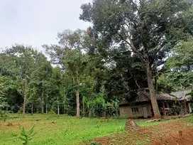 Kebun durian produktif jumantono