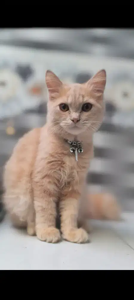 Kucing Persia Cream Jantan 5 Bulan