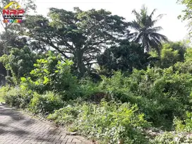 Dijual Tanah Kebun Prospek Untuk Investasi Dekat SMAN 1 Rogojampi
