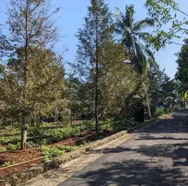 Kebun Durian Jumapolo 2000Mt, Strategis, karang anyar