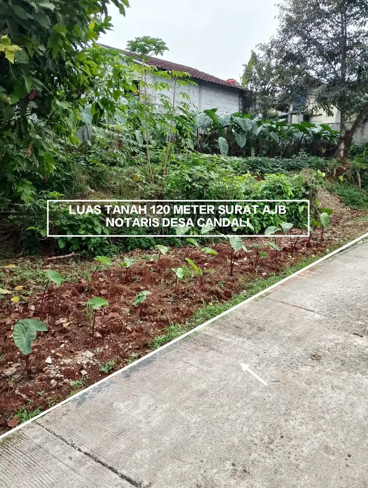 TANAH MURAH DAN DATAR STRATEGIS DI DESA CANDALI KABUPATEN BOGOR